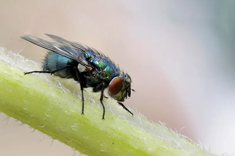 Så blir du av med flugor i hemmet