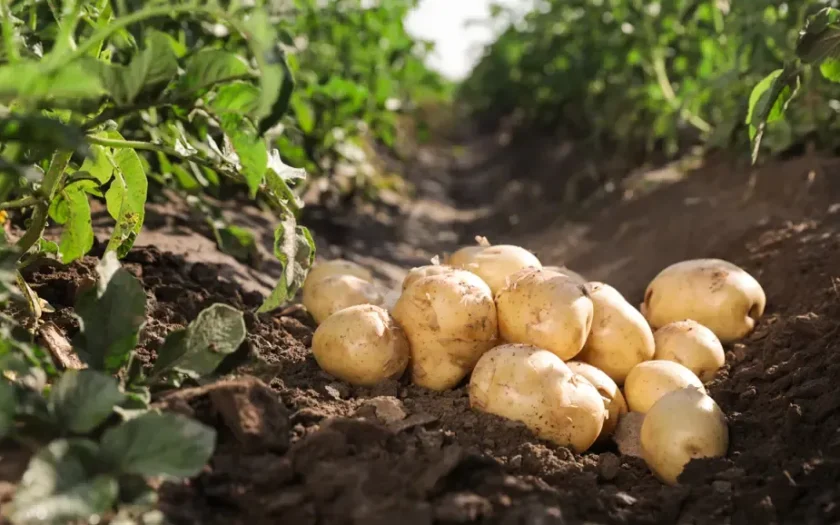 hur många i sverige heter potatis