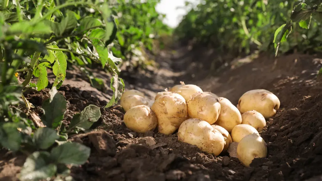 hur många i sverige heter potatis