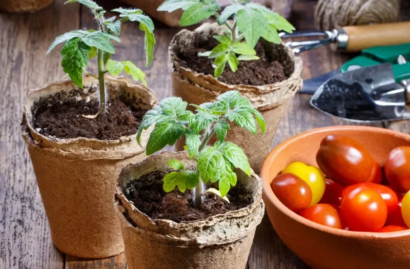 Odla tomater: steg-för-steg