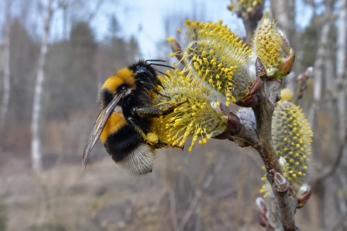 Humledrottning som samlar pollen på gula hängen av sälg tidigt på våren
