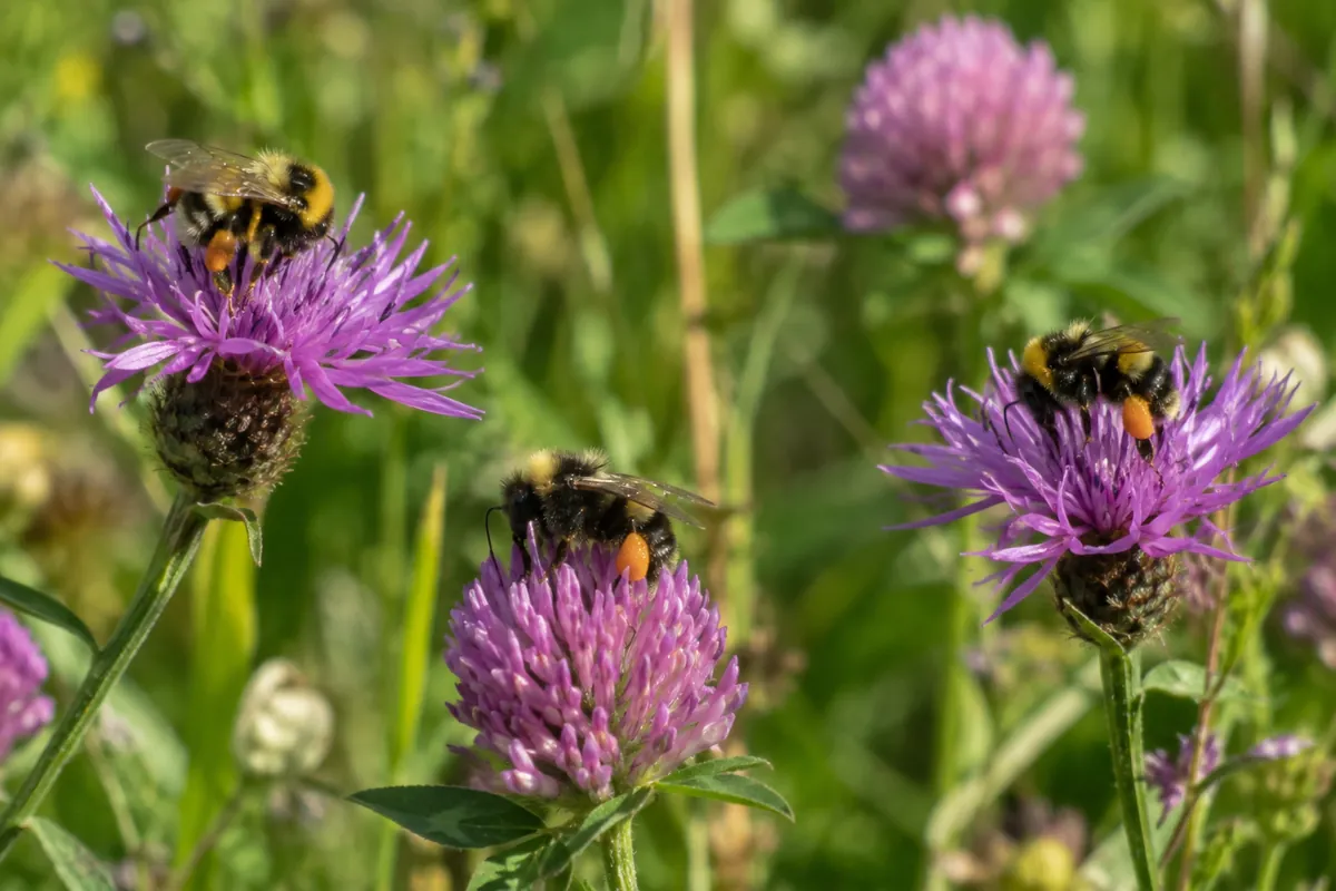 Arbetshumlor med pollen på bakbenen samlar nektar på lila ängsblommor en solig sommardag